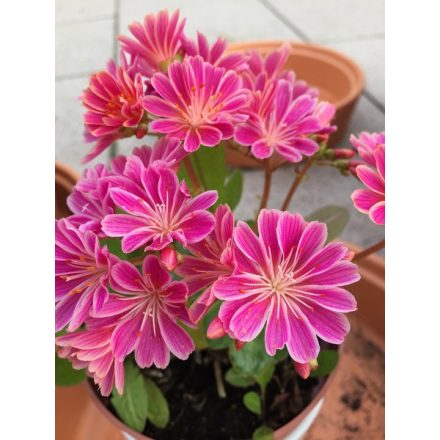 Holland lewisia